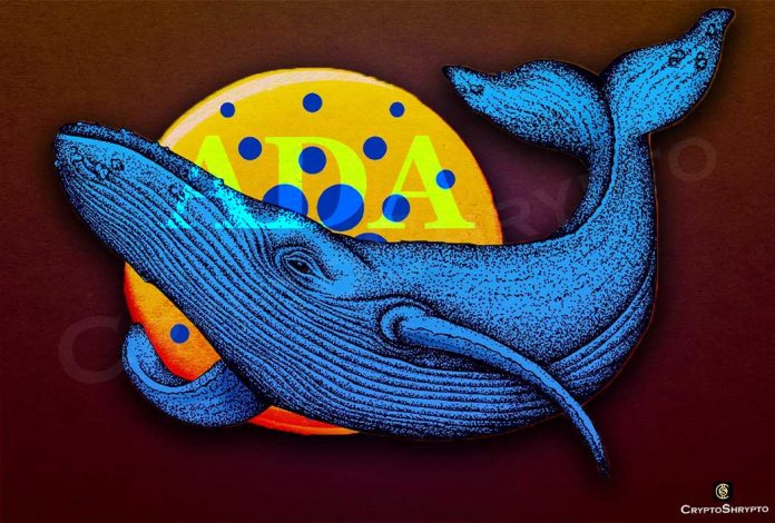 Cardano (ADA) gains 6% as Whales runs to Accumulate